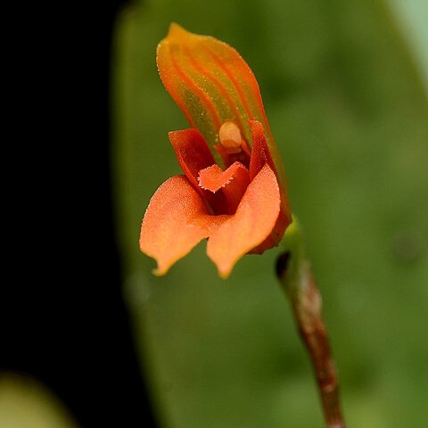 Specklinia guanacastensis unspecified picture