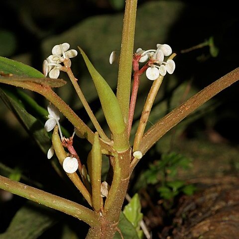 Begonia cavallyensis unspecified picture