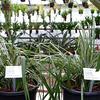 Pitcairnia calderonii unspecified picture