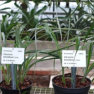 Pitcairnia breedlovei unspecified picture