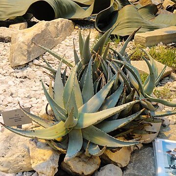 Aloe asperifolia unspecified picture