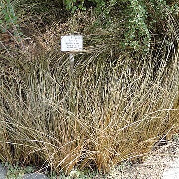 Carex capillacea unspecified picture