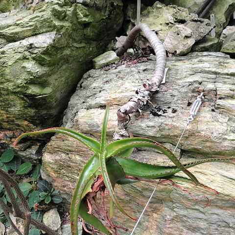 Aloe suarezensis unspecified picture