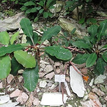 Aloe peyrierasii unspecified picture