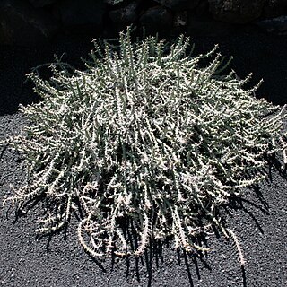 Euphorbia similiramea unspecified picture