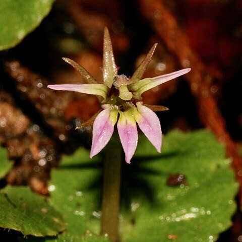 Lobelia nummularia unspecified picture