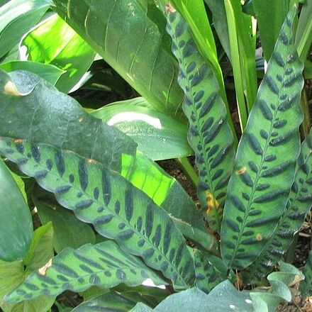 Calathea unspecified picture