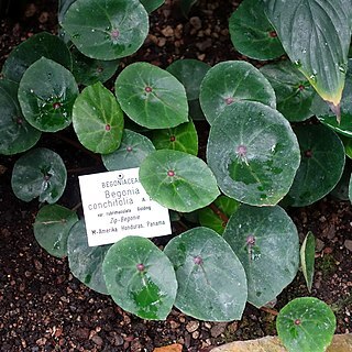 Begonia conchifolia unspecified picture