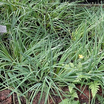 Sisyrinchium patagonicum unspecified picture