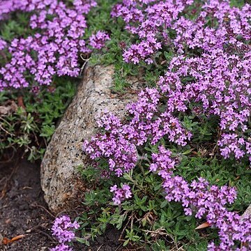 Thymus doerfleri unspecified picture