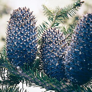 Abies vejarii unspecified picture