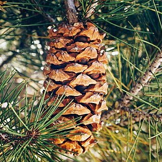 Pinus nelsonii unspecified picture