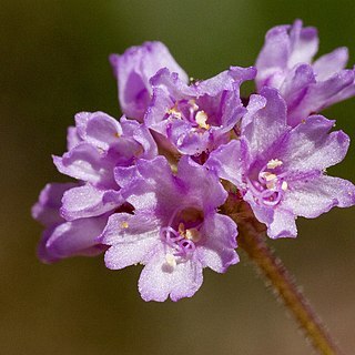 Boerhavia purpurascens unspecified picture