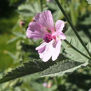 Althaea armeniaca unspecified picture