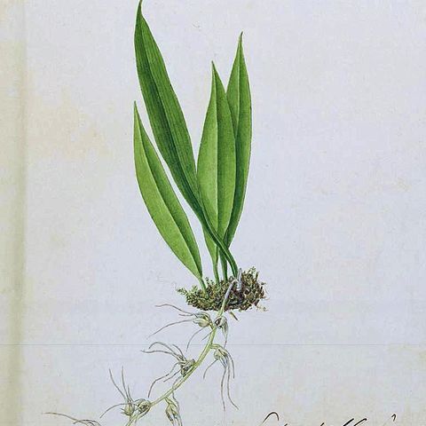 Bulbophyllum korthalsii unspecified picture