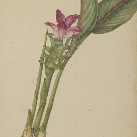 Curcuma euchroma unspecified picture