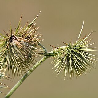 Cirsium trachylepis unspecified picture