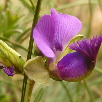 Polygala rehmannii unspecified picture