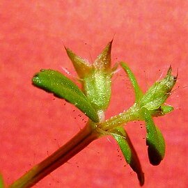 Acisanthera hedyotoidea unspecified picture