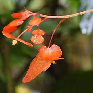 Begonia rossmanniae unspecified picture