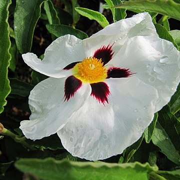 Cistus x aguilari unspecified picture