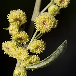 Artemisia franserioides unspecified picture