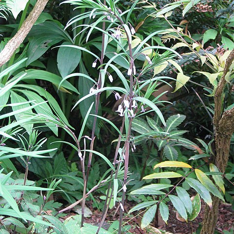 Polygonatum curvistylum unspecified picture