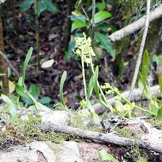 Bulbophyllum lizae unspecified picture