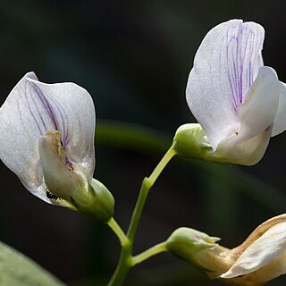 Lathyrus arizonicus unspecified picture