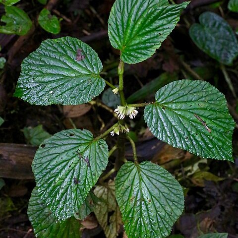 Begonia tiliifolia unspecified picture