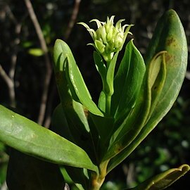 Litothamnus unspecified picture