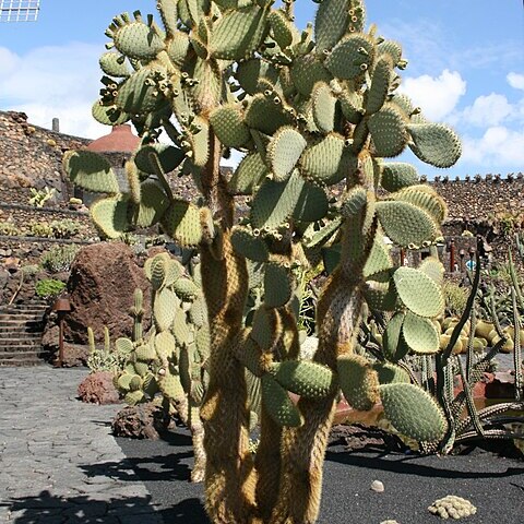 Opuntia galapageia unspecified picture