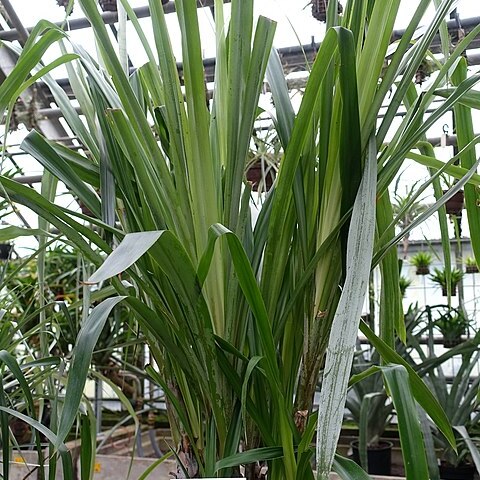 Pitcairnia villetaensis unspecified picture