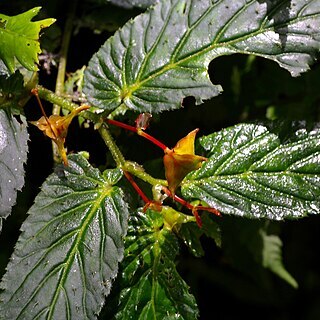 Begonia longirostris unspecified picture