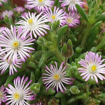 Delosperma brunnthaleri unspecified picture