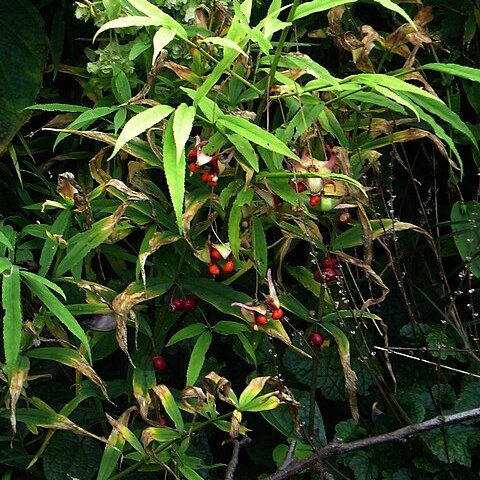 Euonymus cornutus unspecified picture