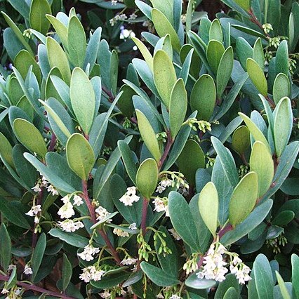 Ebenaceae unspecified picture