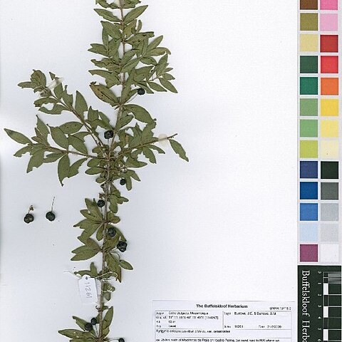 Rytigynia celastroides unspecified picture