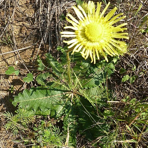 Berkheya radula unspecified picture