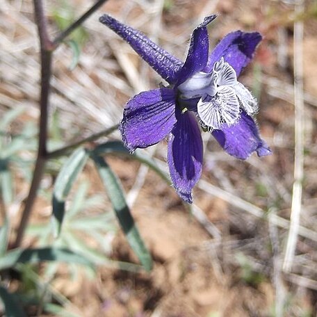 Delphinium multiplex unspecified picture