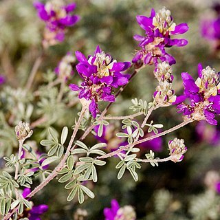 Dalea bicolor var. argyrea unspecified picture