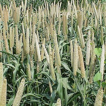 Pennisetum glaucum unspecified picture