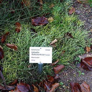 Ephedra fedtschenkoi unspecified picture