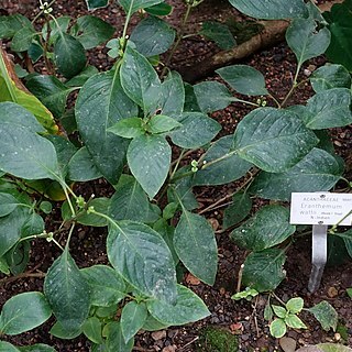 Eranthemum wattii unspecified picture