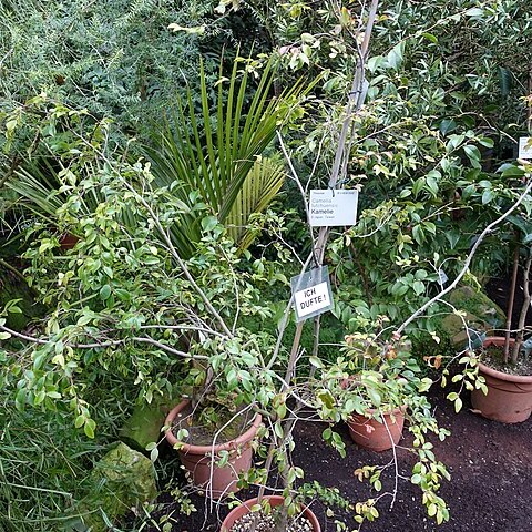 Camellia lutchuensis unspecified picture