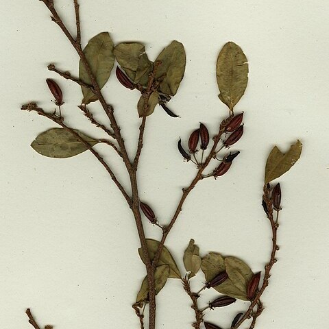 Erythroxylum novogranatense var. truxillense unspecified picture