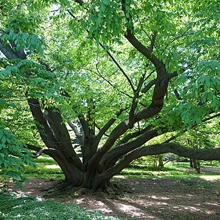 Fagus engleriana unspecified picture