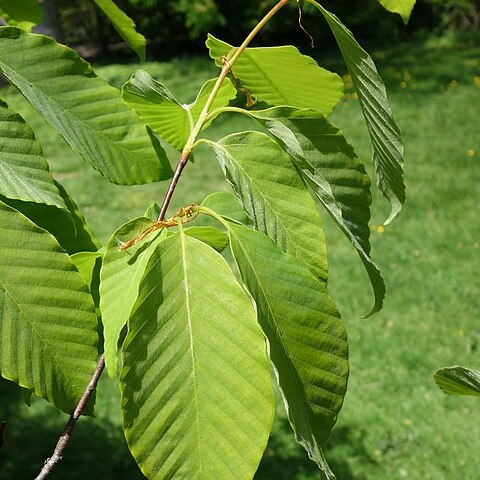 Fagus engleriana unspecified picture