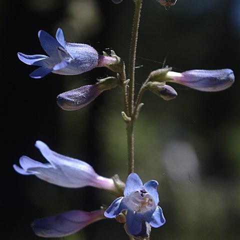 Penstemon inflatus unspecified picture