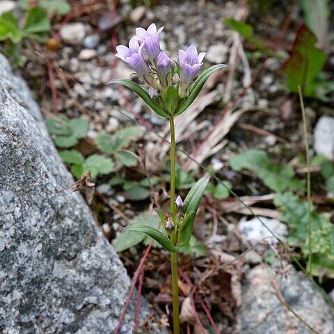 Gentianella turkestanorum unspecified picture